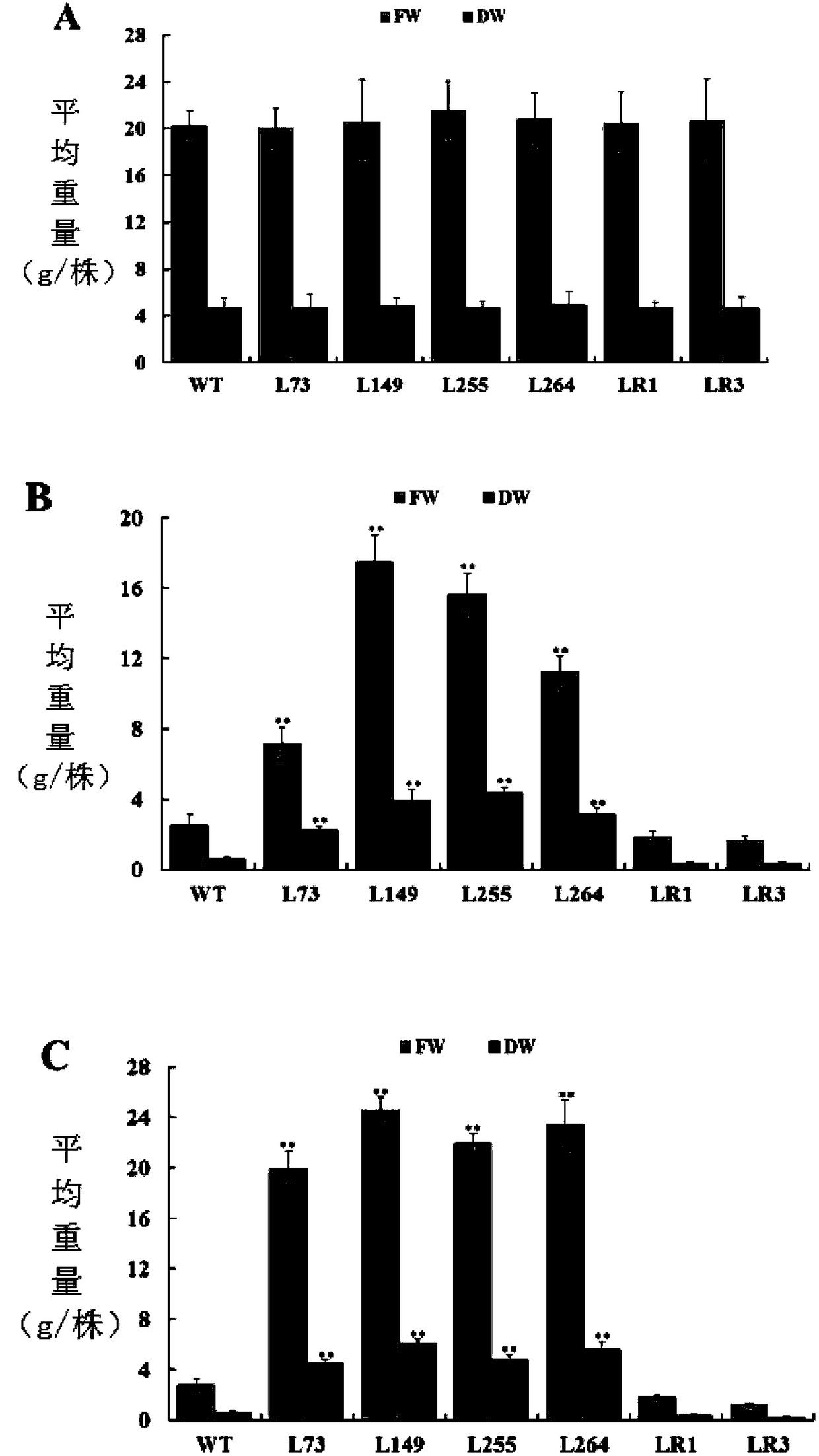 Adverse resistance related protein IbBBX24 and coding gene and application thereof