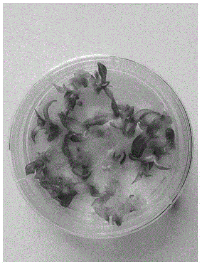 A method for overcoming the vitrification of regenerated seedlings after cryopreservation of Jerusalem artichoke stem tips