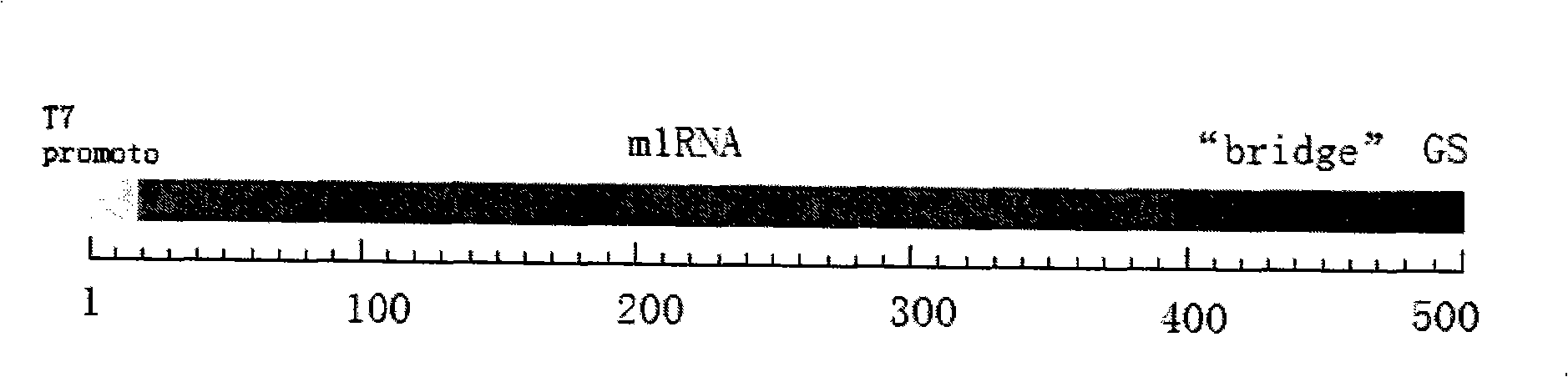 Method for constructing hepatitis C virus specific ribozyme M1GS-hcv/C67 and uses thereof