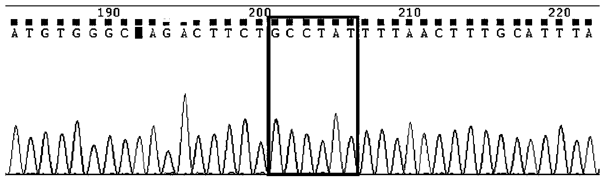 Kit for detecting imatinib targeted drug use related gene mutation