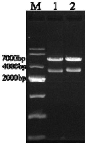 Recombinant turkey herpesvirus candidate vaccine strain for expressing gene VII-type Newcastle disease virus fusion protein and preparation method thereof