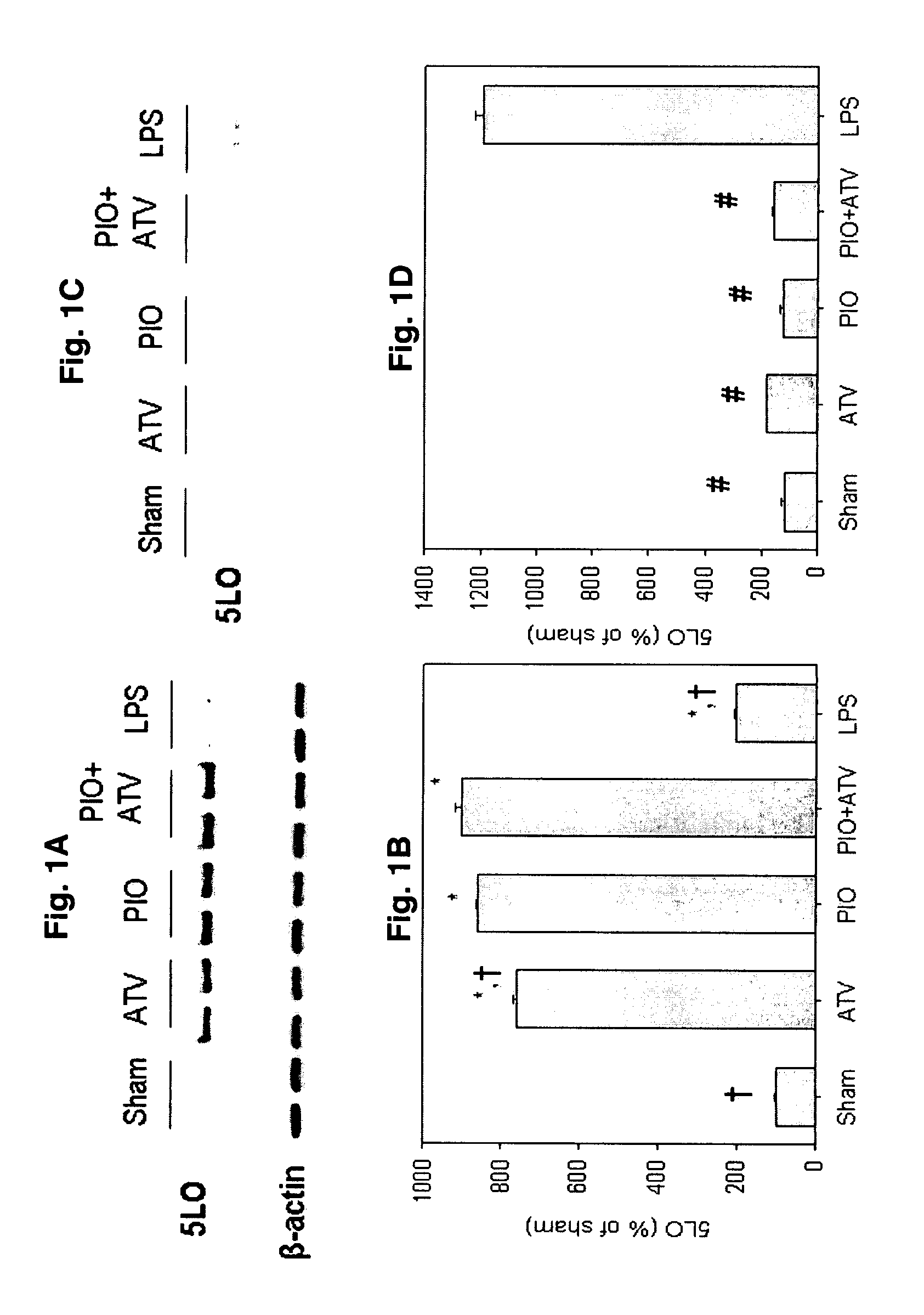 Phosphorylation of 5-lipoxygenase at ser523 and uses thereof