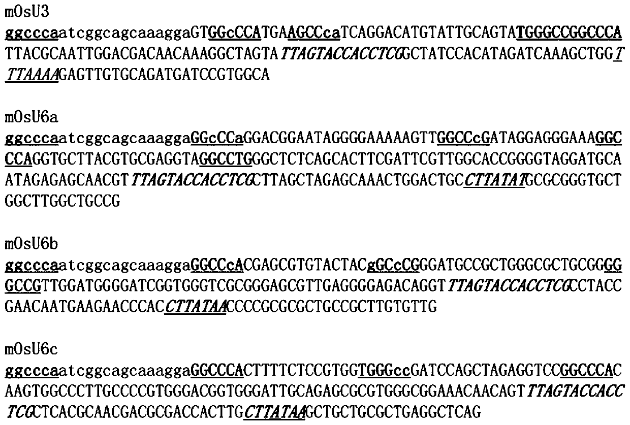 Short small-nuclear RNA promoter and construction method and application thereof in genome editing