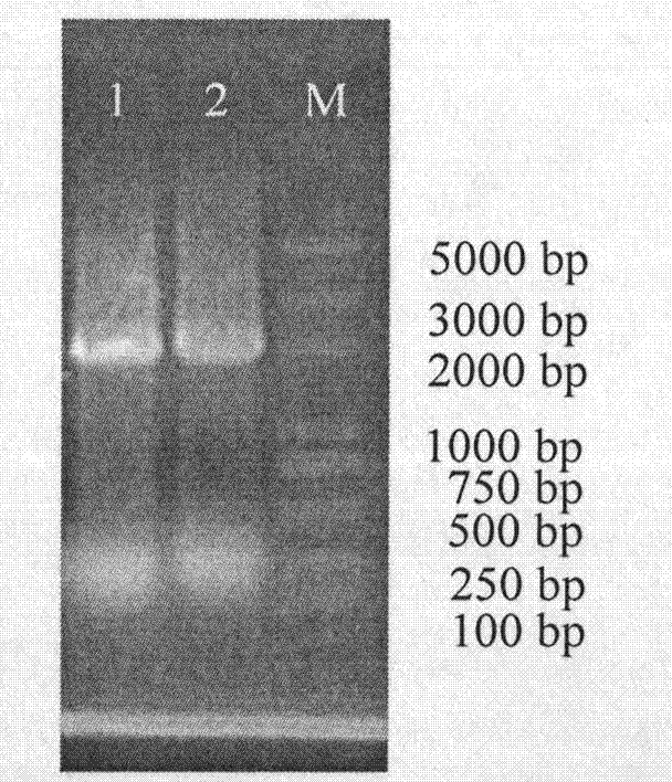 Separation and application of antiviral bacillus amyloliquefaciens