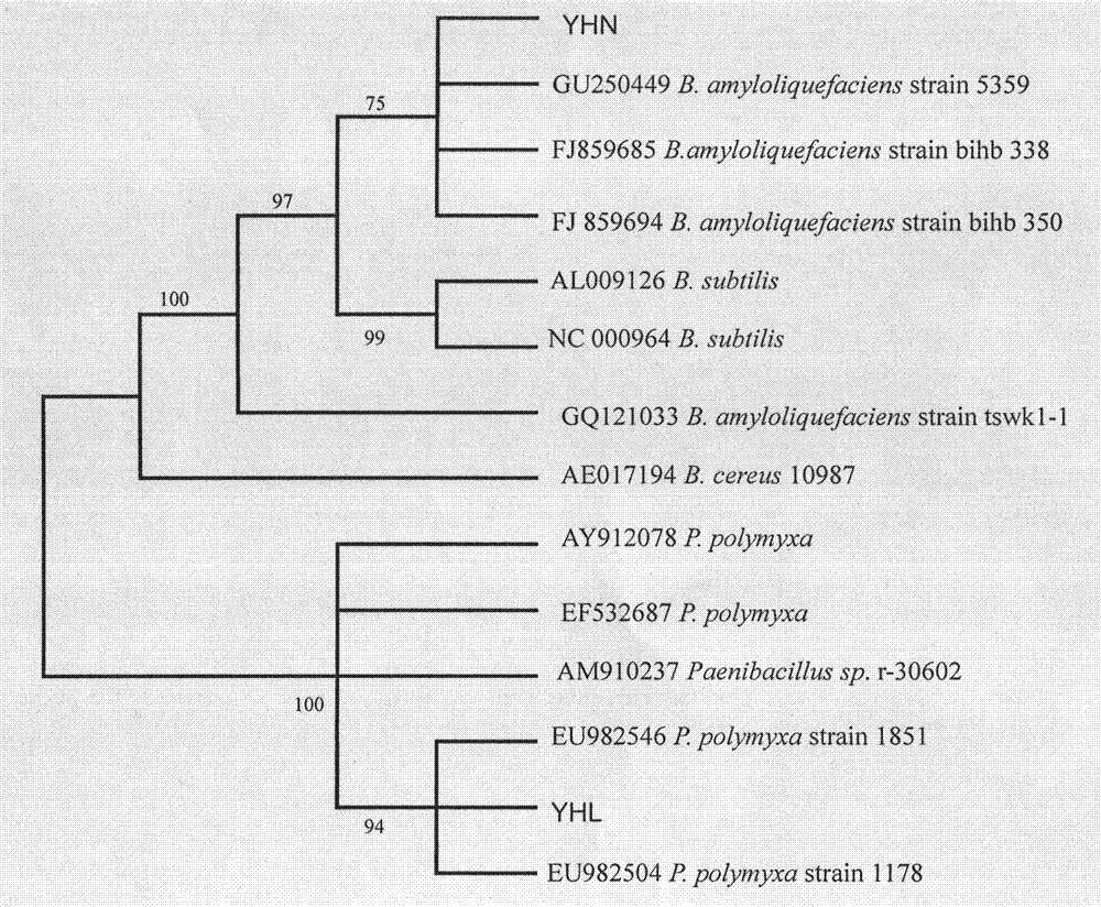 Separation and application of antiviral bacillus amyloliquefaciens