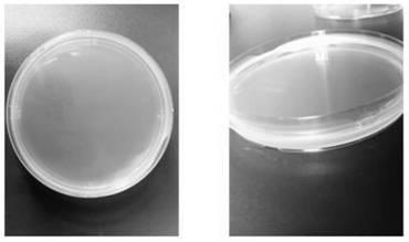 An optimized isolation method of human intestinal probiotics