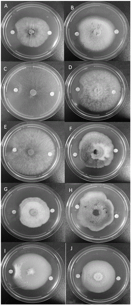 Broad-spectrum fungus-resistant bacillus and application thereof to preventing wheat scab