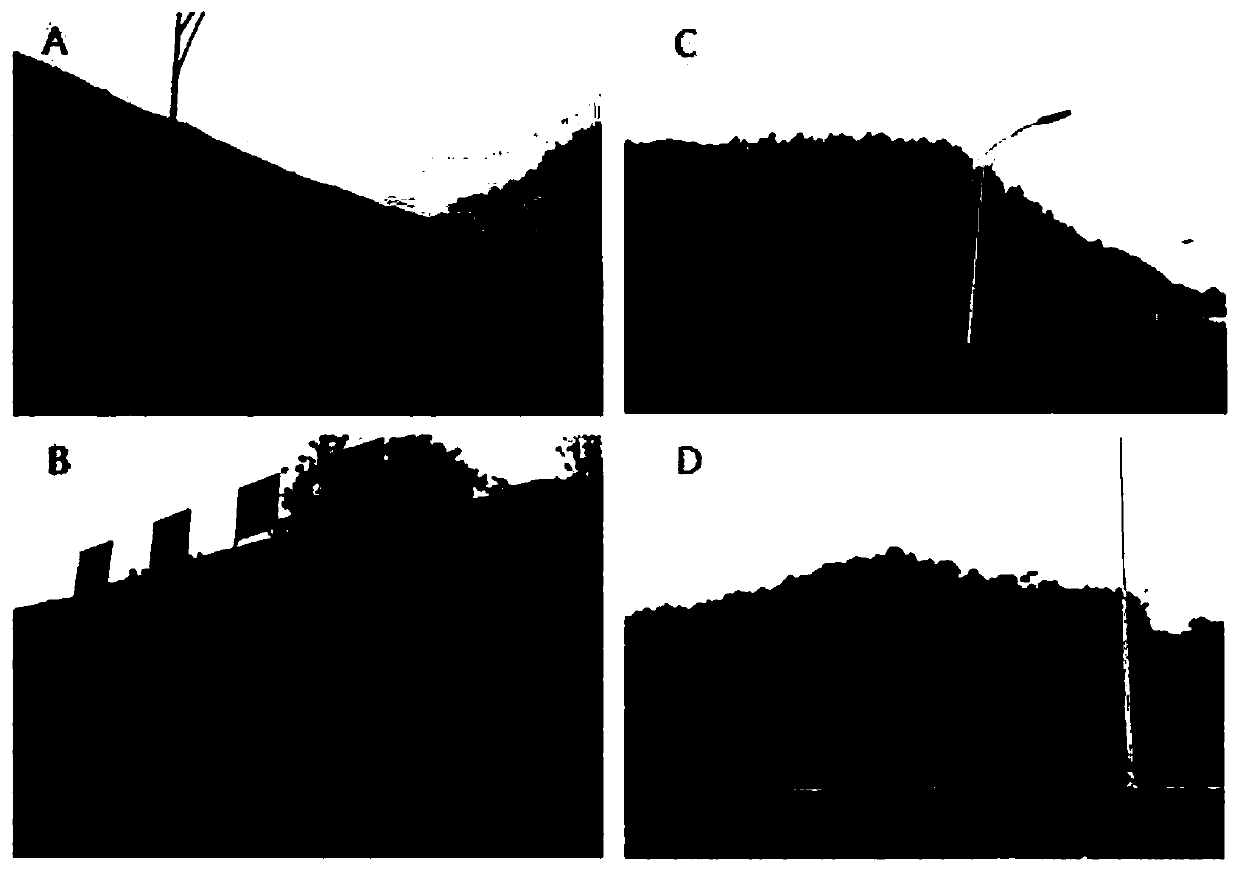 Method for efficiently and rapidly retrieving green and improving soil pH value by spray-seeding robinia pseudoacacia on exposed rock wall of shale