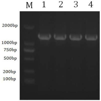 Mulberry resveratrol synthase, coding gene thereof, recombinant vector and application thereof