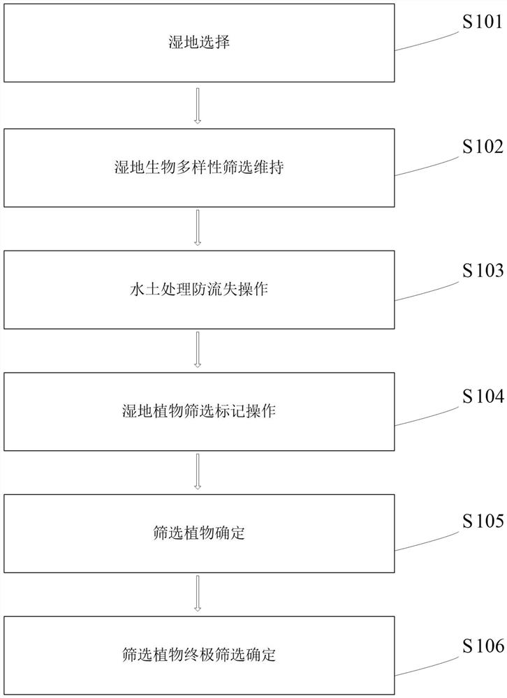 Wetland plant screening method capable of maintaining biodiversity of constructed wetland