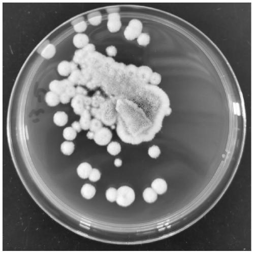 Low-temperature resistant cellulose penicillium and application thereof