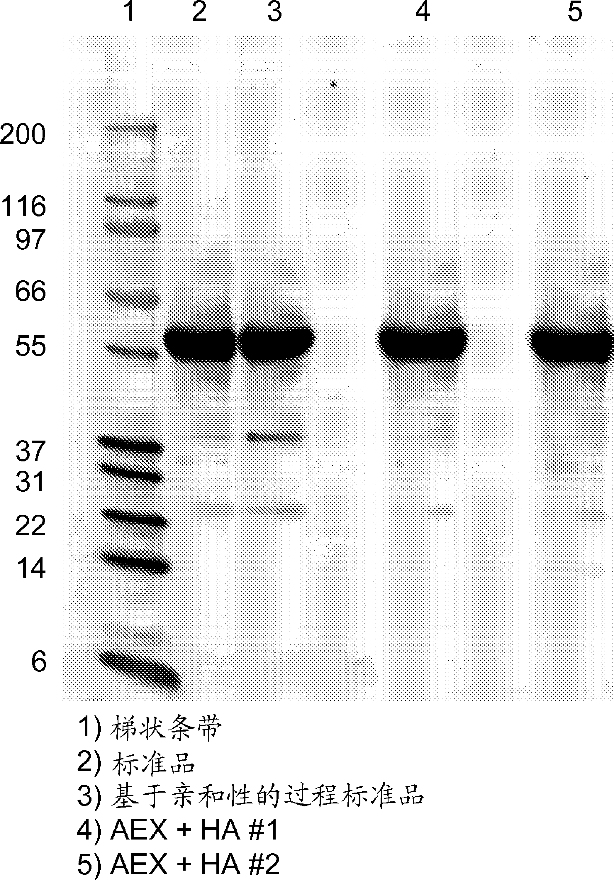 Methods of purification of native or mutant forms of diphtheria toxin