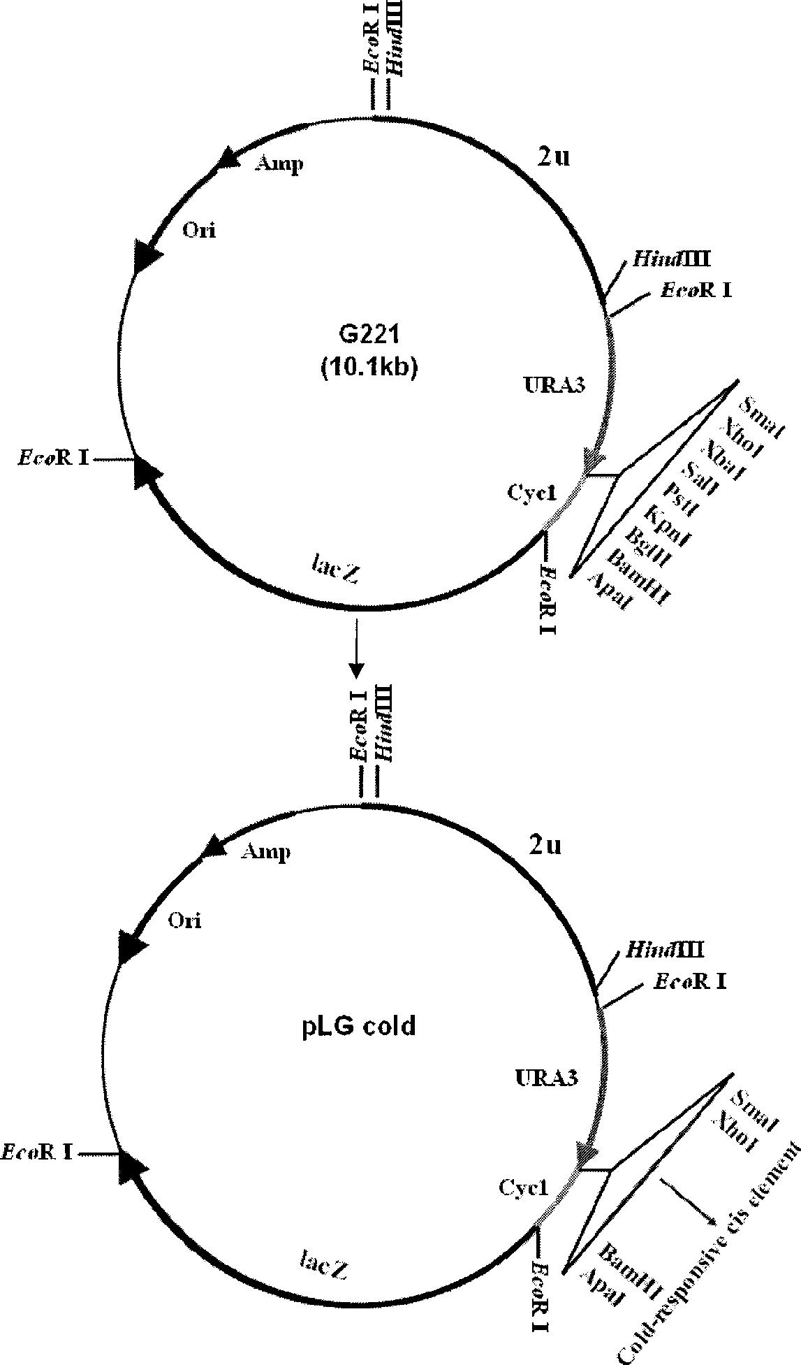 Cold resistant correlated transcription factor gene of rice and uses thereof