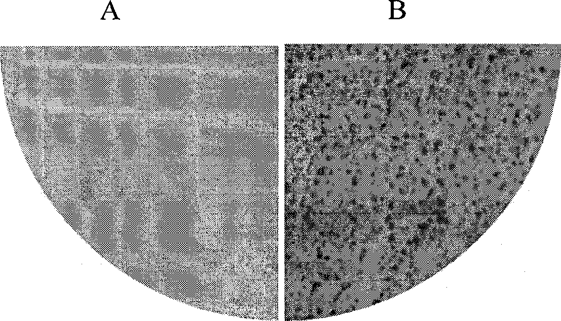 Cold resistant correlated transcription factor gene of rice and uses thereof