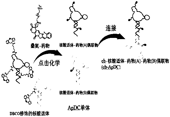 Nucleic acid aptamer and its circular bivalent nucleic acid aptamer-drug coupling system and application thereof