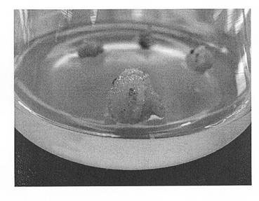 Breeding method of gerbera hybrida tissue culture plug seedlings