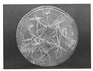 Breeding method of gerbera hybrida tissue culture plug seedlings