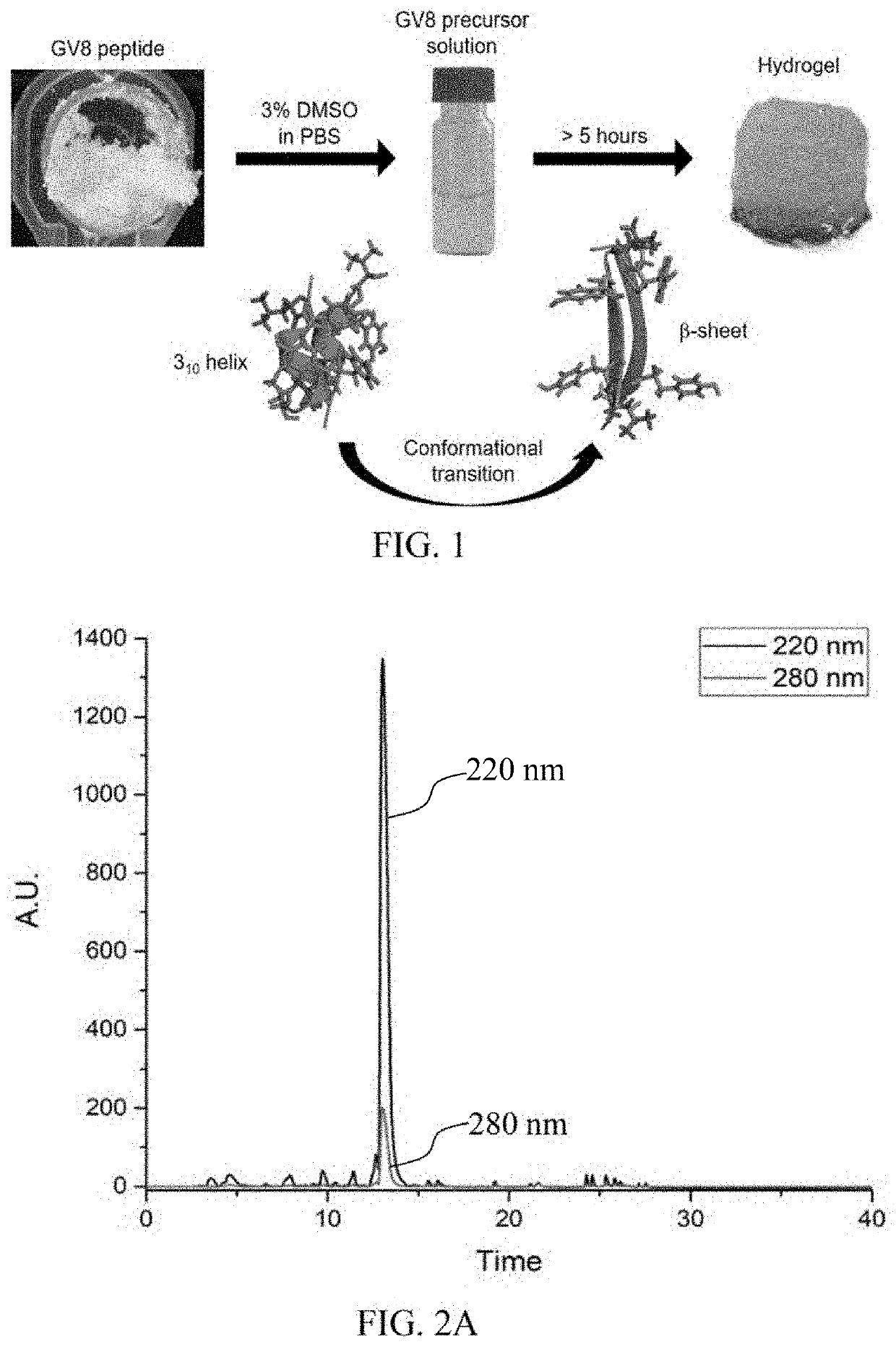 Hydrogel-forming peptides, and methods of use thereof