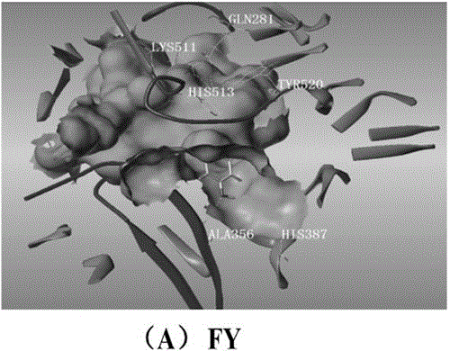 Preparation method of kelp micromolecular ACE inhibitory peptides with Tyr (tyrosine) at C tail end