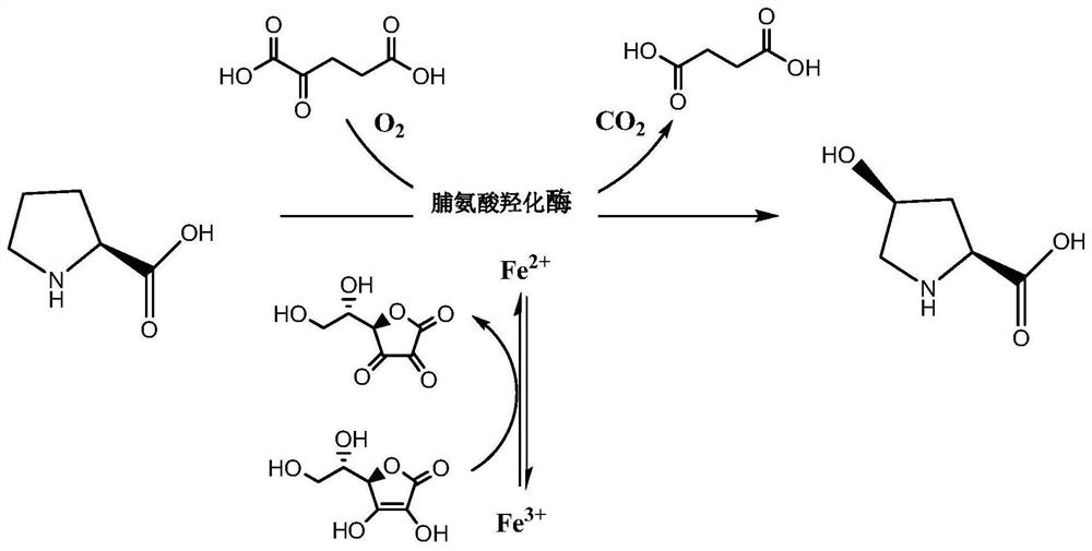 Proline Hydroxylase and Its Application