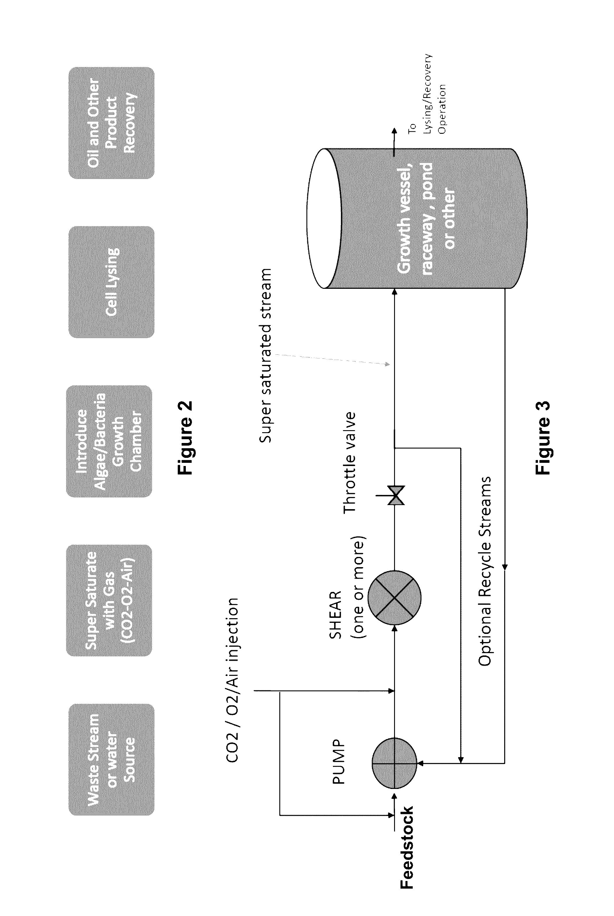 System and process for recovering algal oil