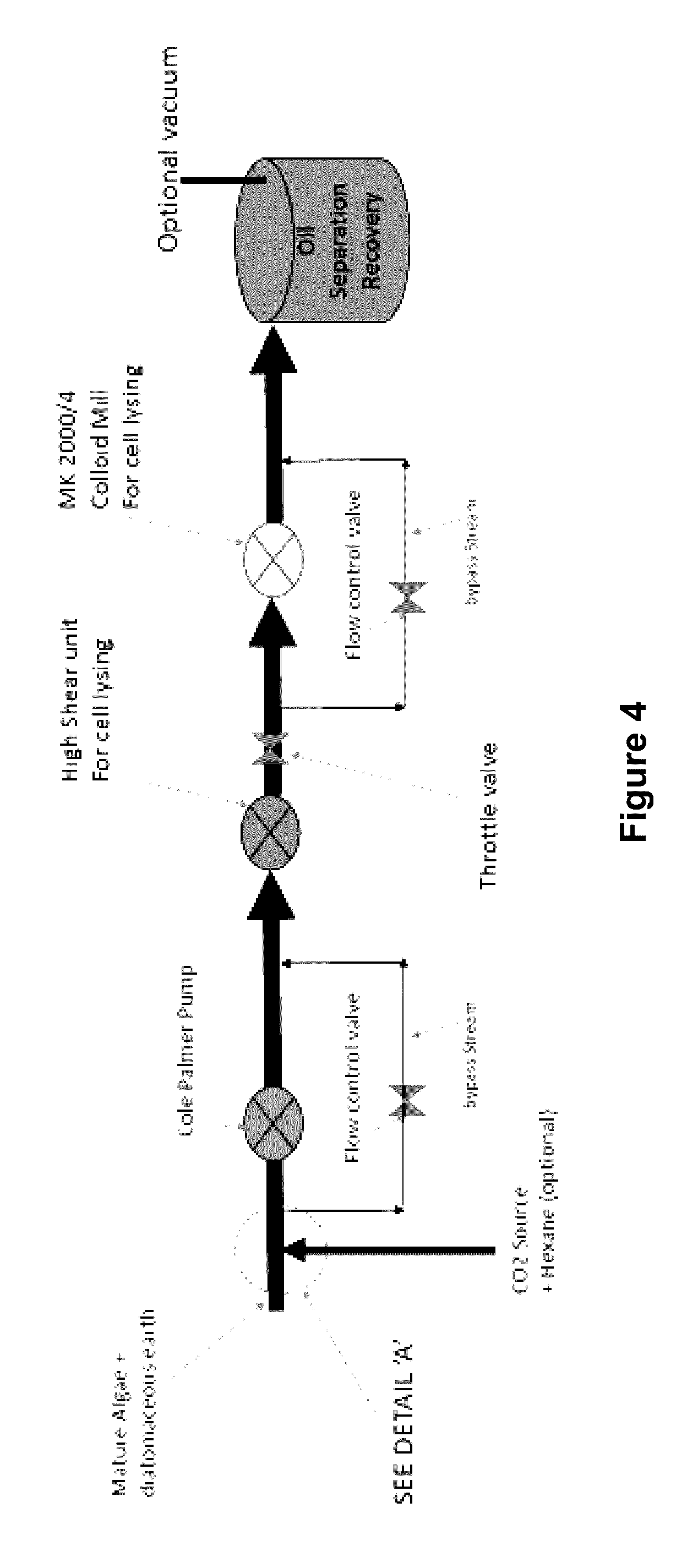 System and process for recovering algal oil