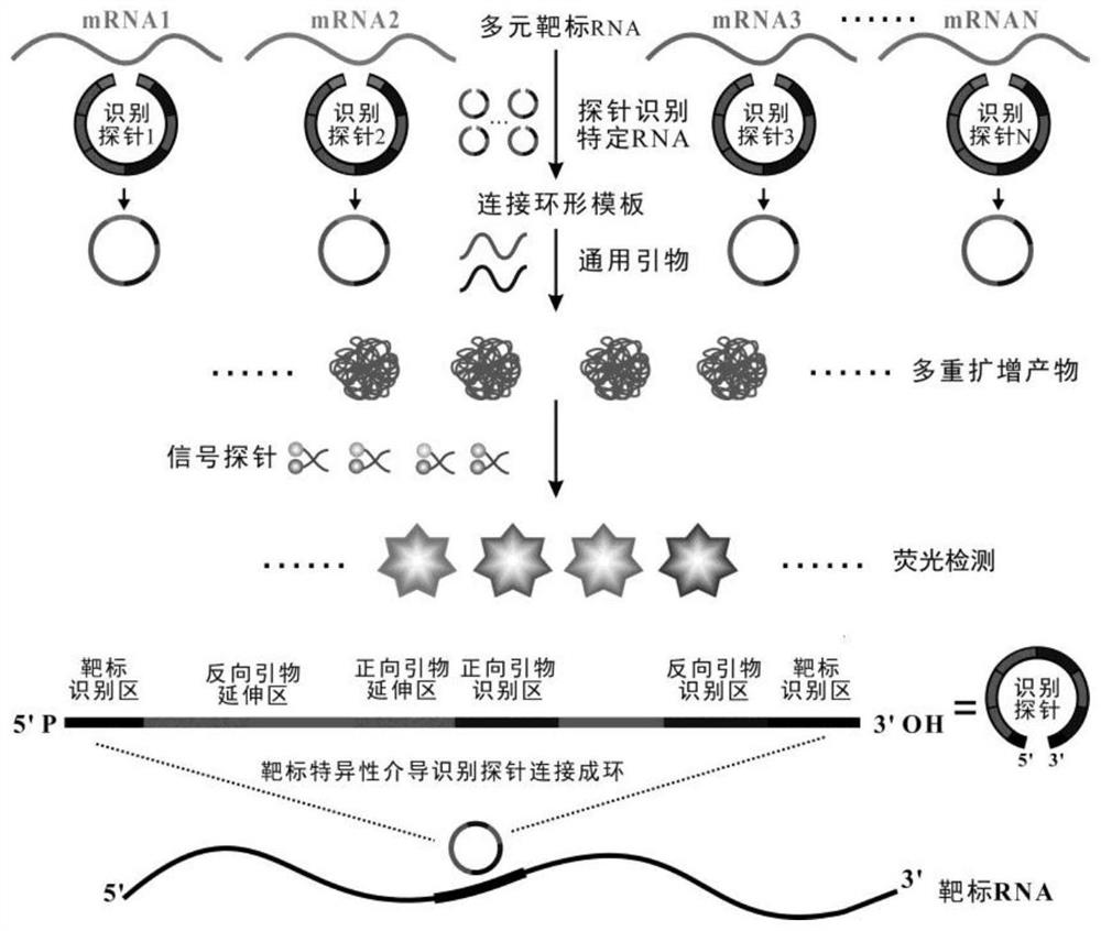 A kind of multiple nucleic acid exponential amplification probe and its application in tumor multi-target detection