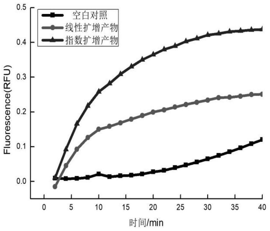 A kind of multiple nucleic acid exponential amplification probe and its application in tumor multi-target detection