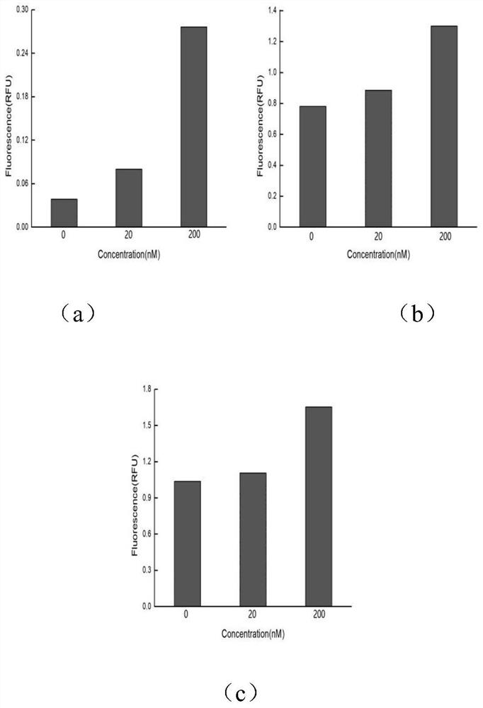 A kind of multiple nucleic acid exponential amplification probe and its application in tumor multi-target detection