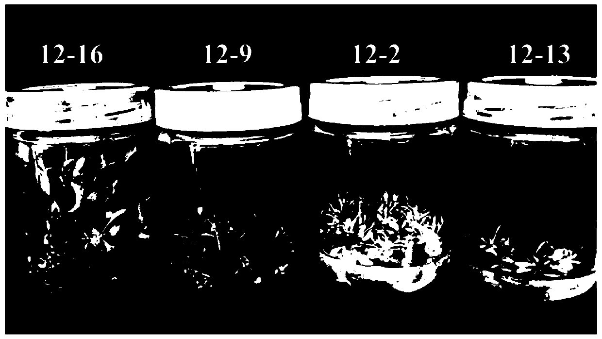 Taraxacum kok saghyz Rodin genetic transformation method