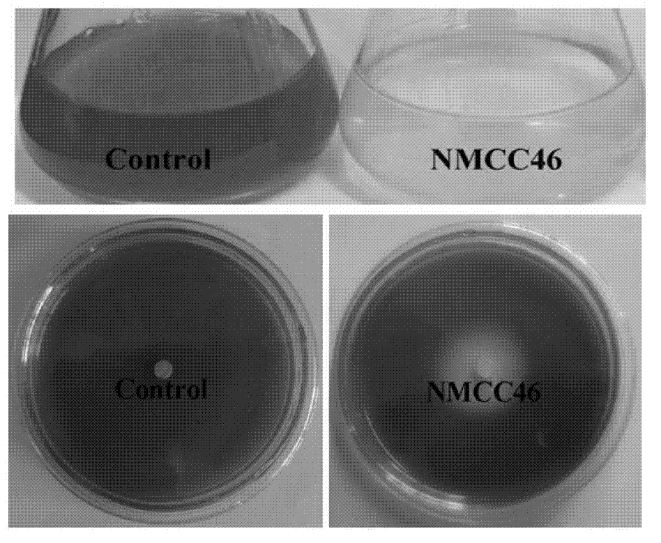 Bacillus pumilus with efficient alga-lysing activity and application thereof