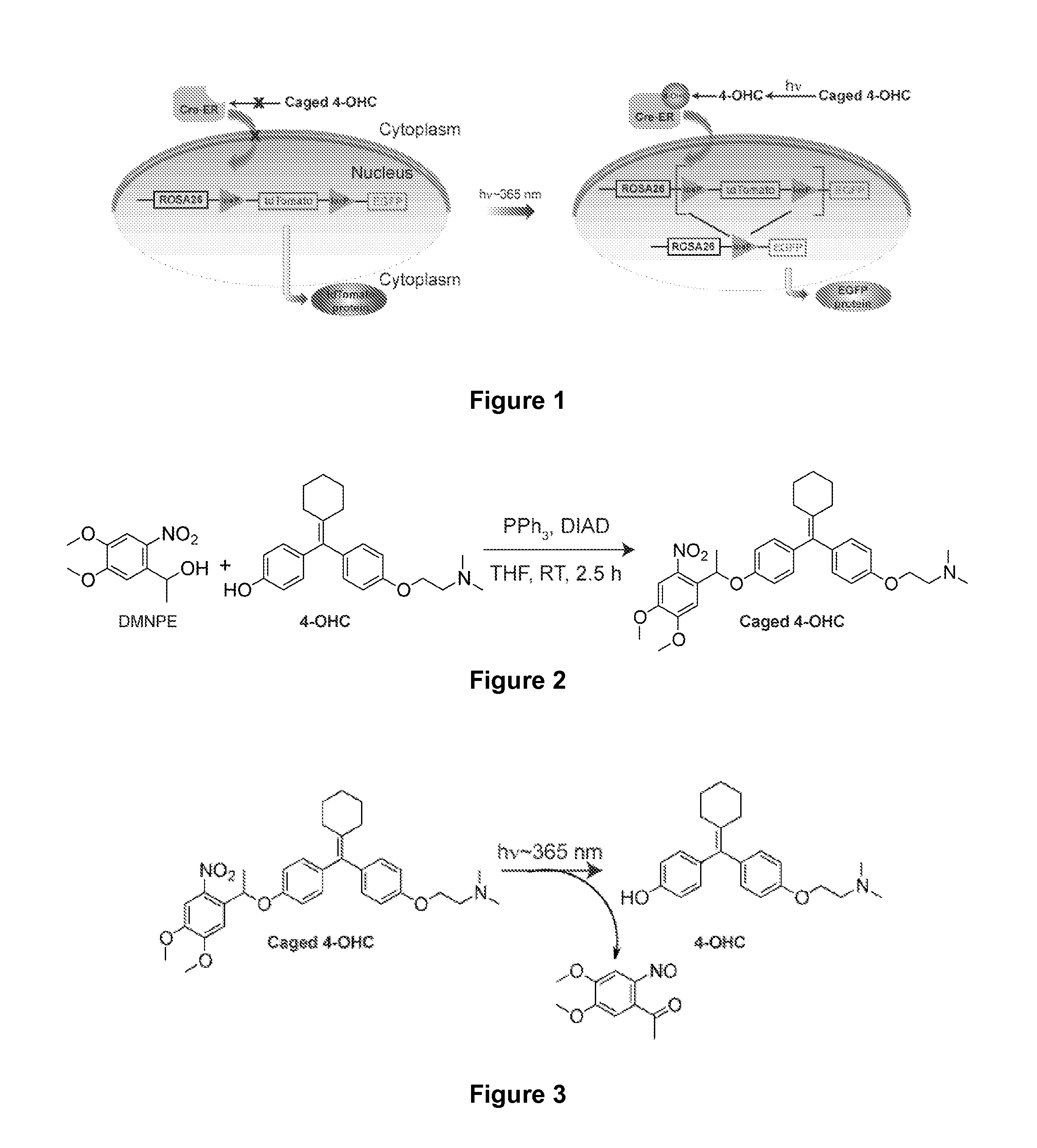 Photoactivatable caged tamoxifen and tamoxifen derivative molecules and methods of use thereof