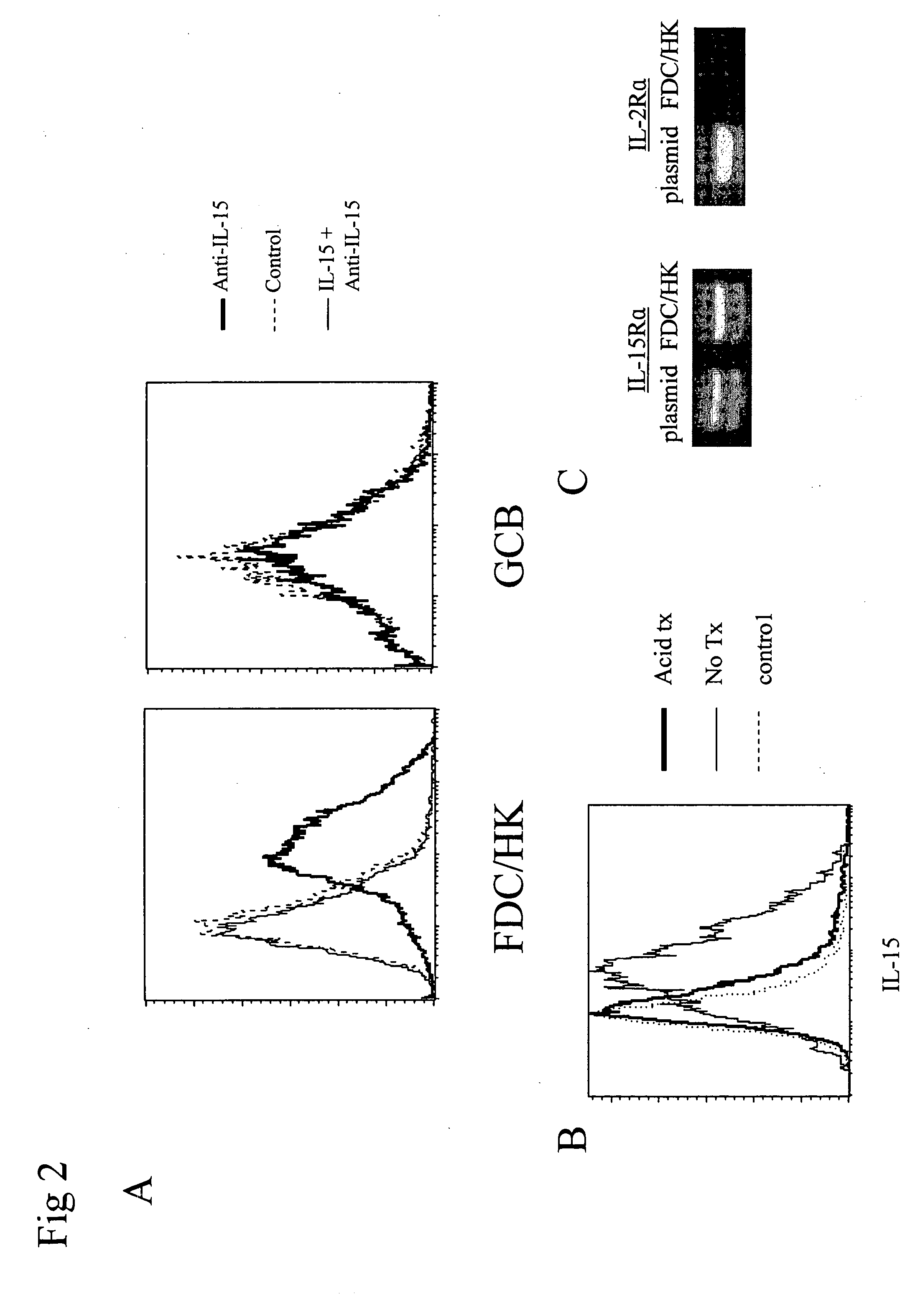 Enhancement of B cell proliferation by IL-15