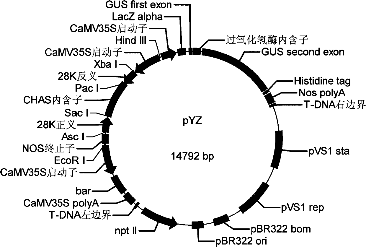 RNAi (RNA interfere) plant expression vector of soybean allergy protein gene Gly m Bd 28K