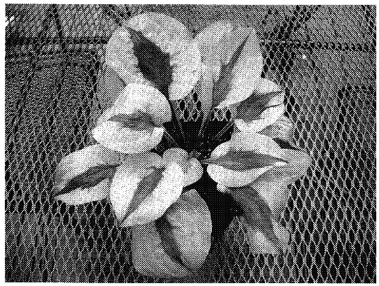 Hosta plant named `Stitch in Time`