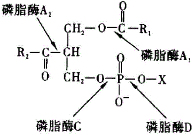 Preservation method of phospholipase C