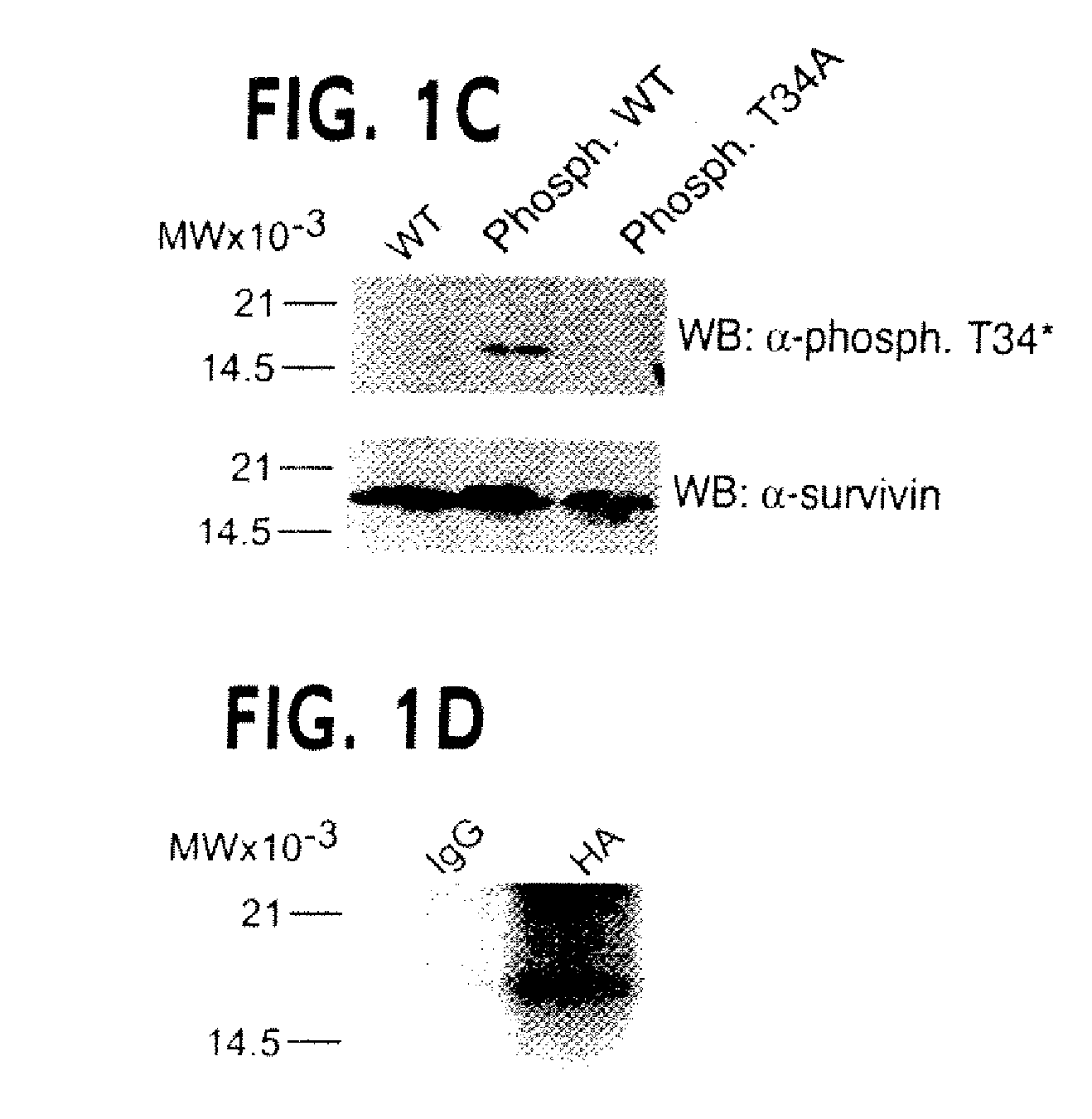 Methods For Selectively Modulating Survivin Apoptosis Pathways