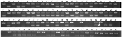 Kit and method for identifying hybrid progeny of citrus and pomelo plants using InDel marker
