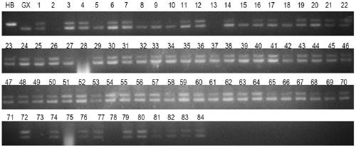 Kit and method for identifying hybrid progeny of citrus and pomelo plants using InDel marker