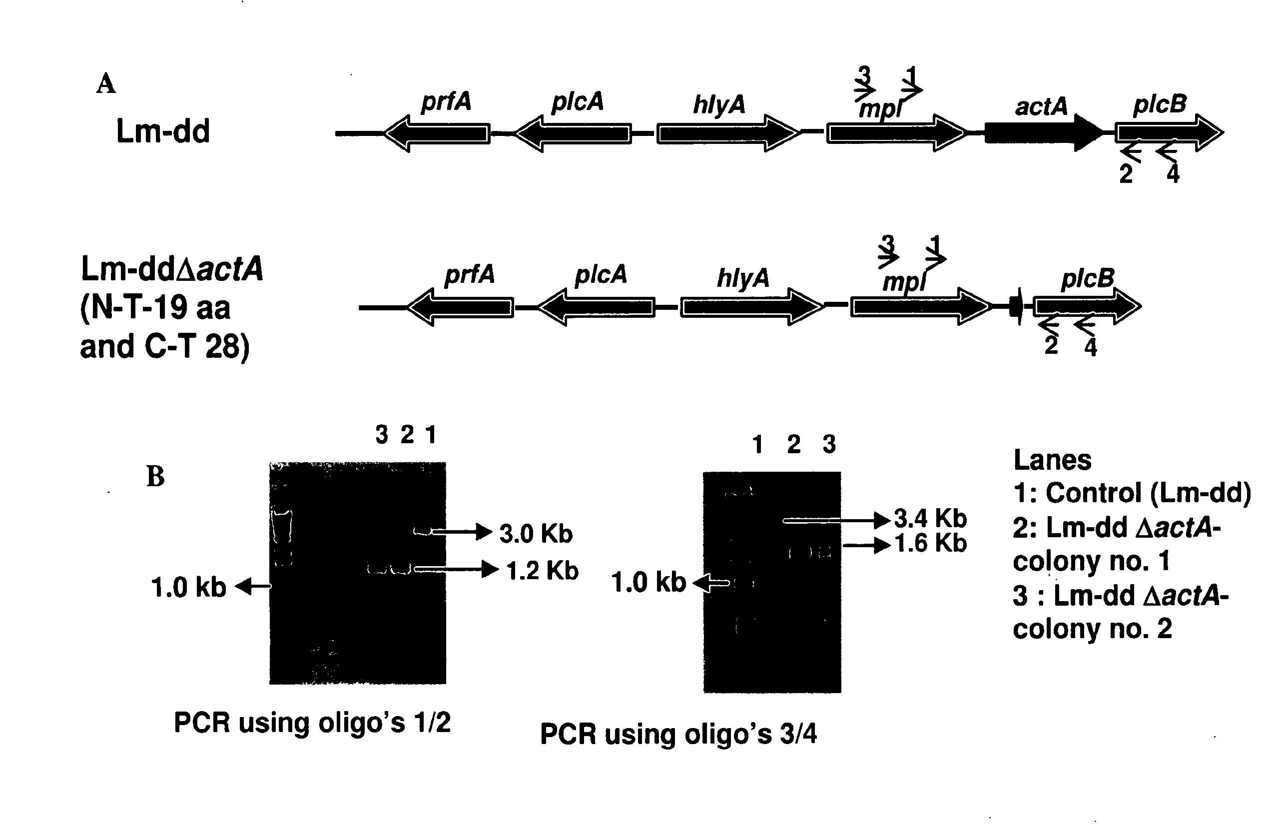 Dual delivery system for heterologous antigens