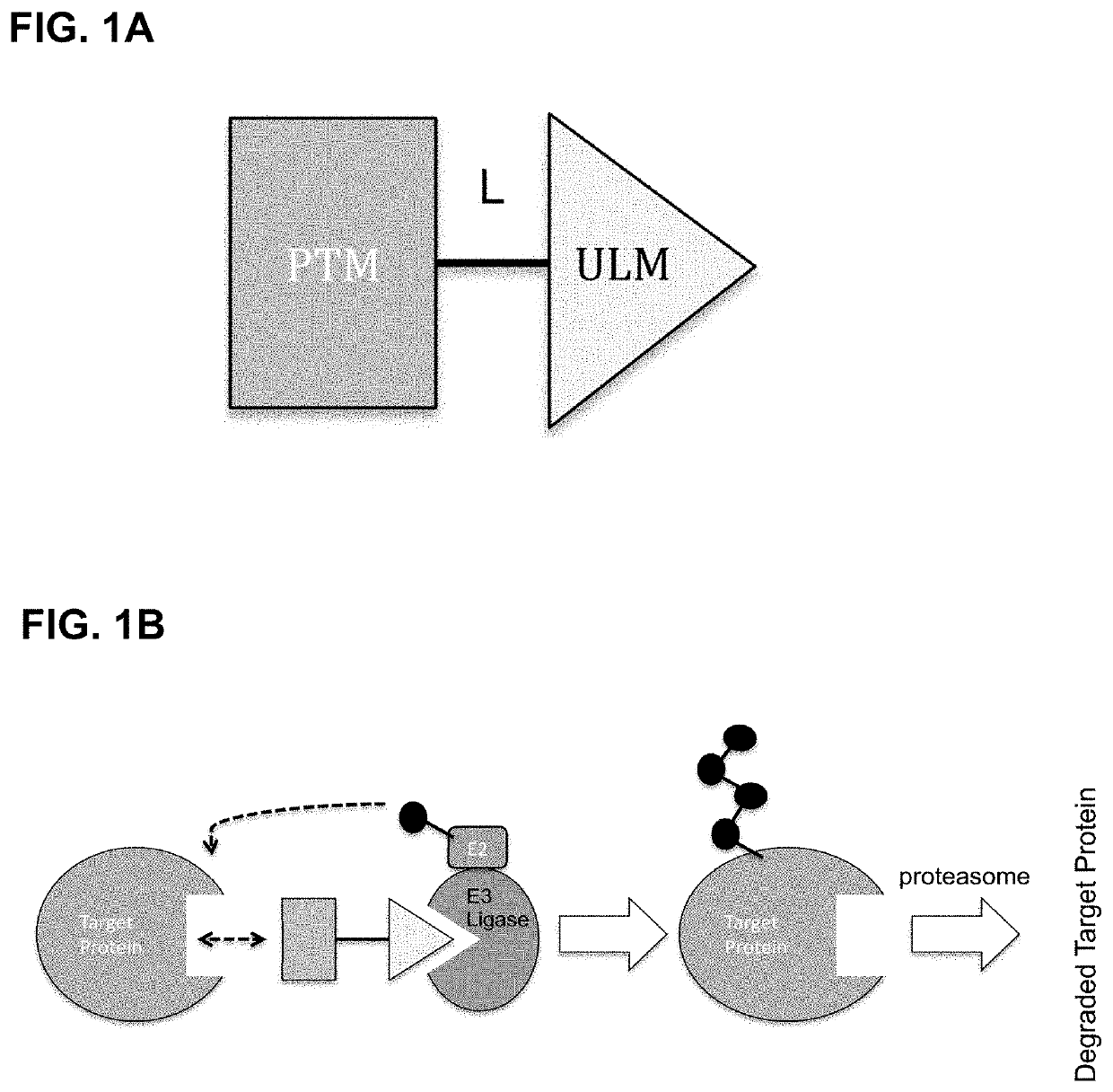 Modulators of btk proteolysis and methods of use