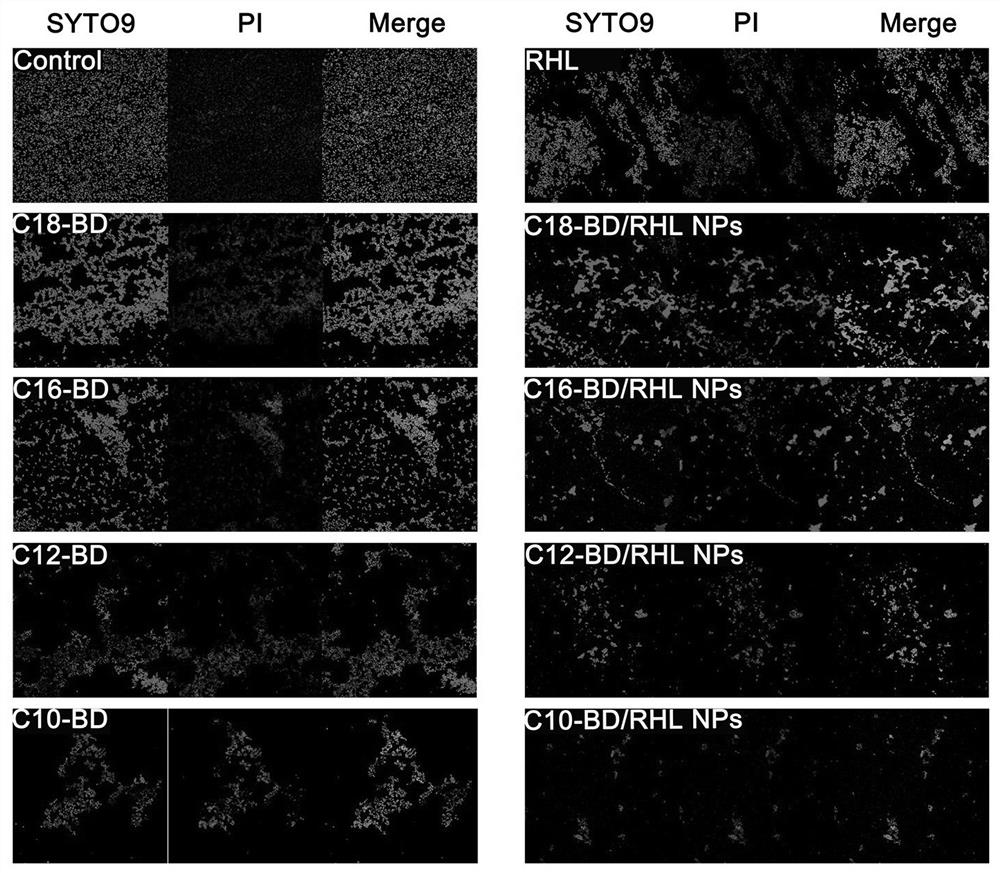 Antibacterial nanoparticles based on berberine derivatives and rhamnolipids