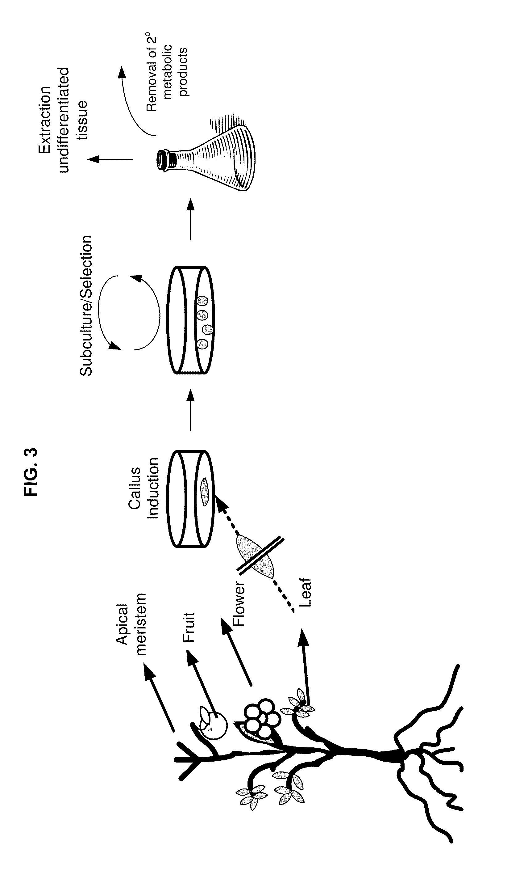 Methods and compositions for identifying, producing and using plant-derived products for modulating cell function and aging