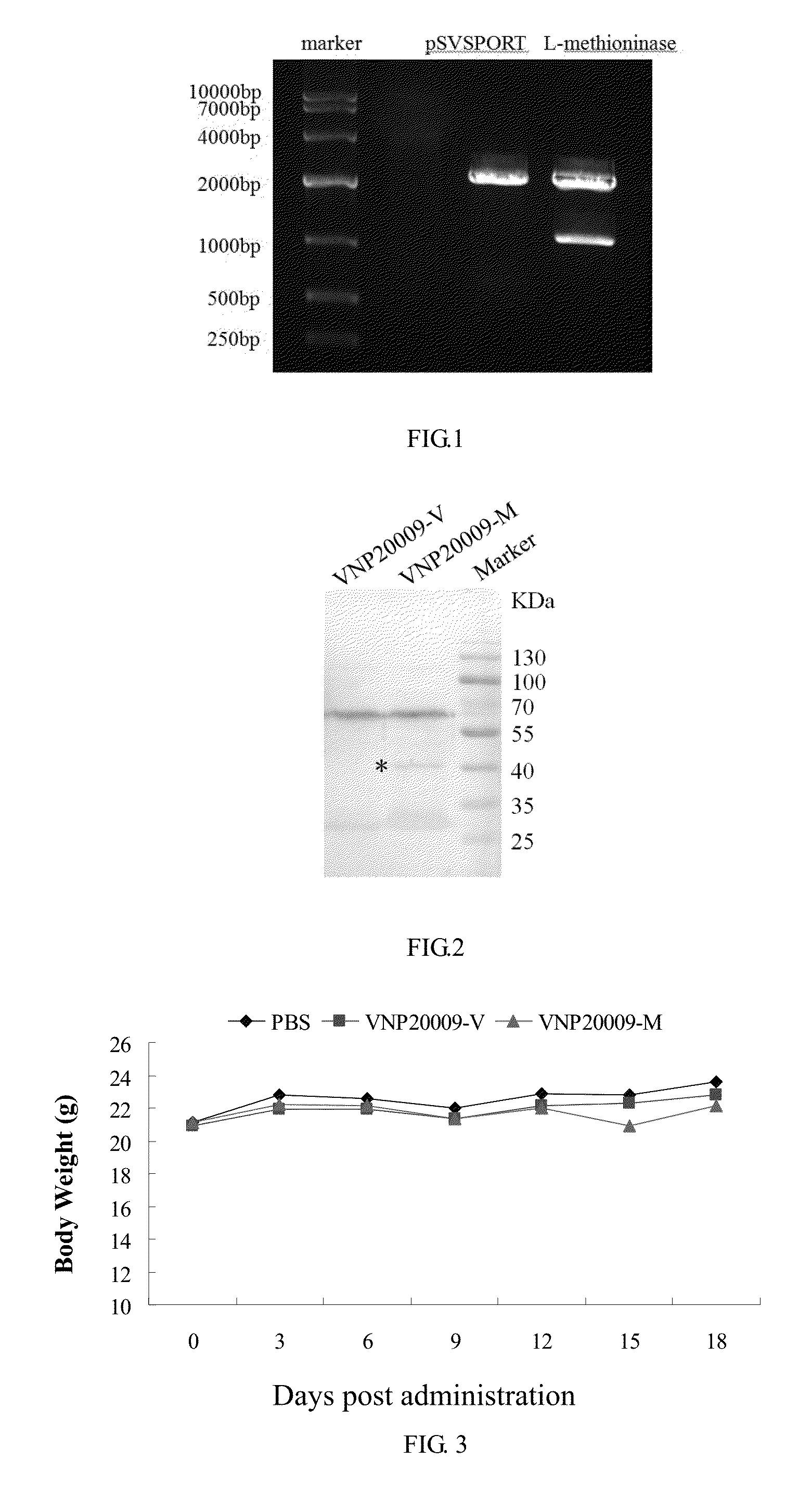 Genetically engineered bacterium for treatment of breast cancer, method for constructing the bacterium, and applications thereof