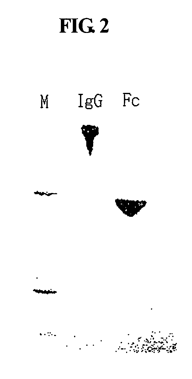 Protein complex using an immunoglobulin fragment and method for the preparation thereof