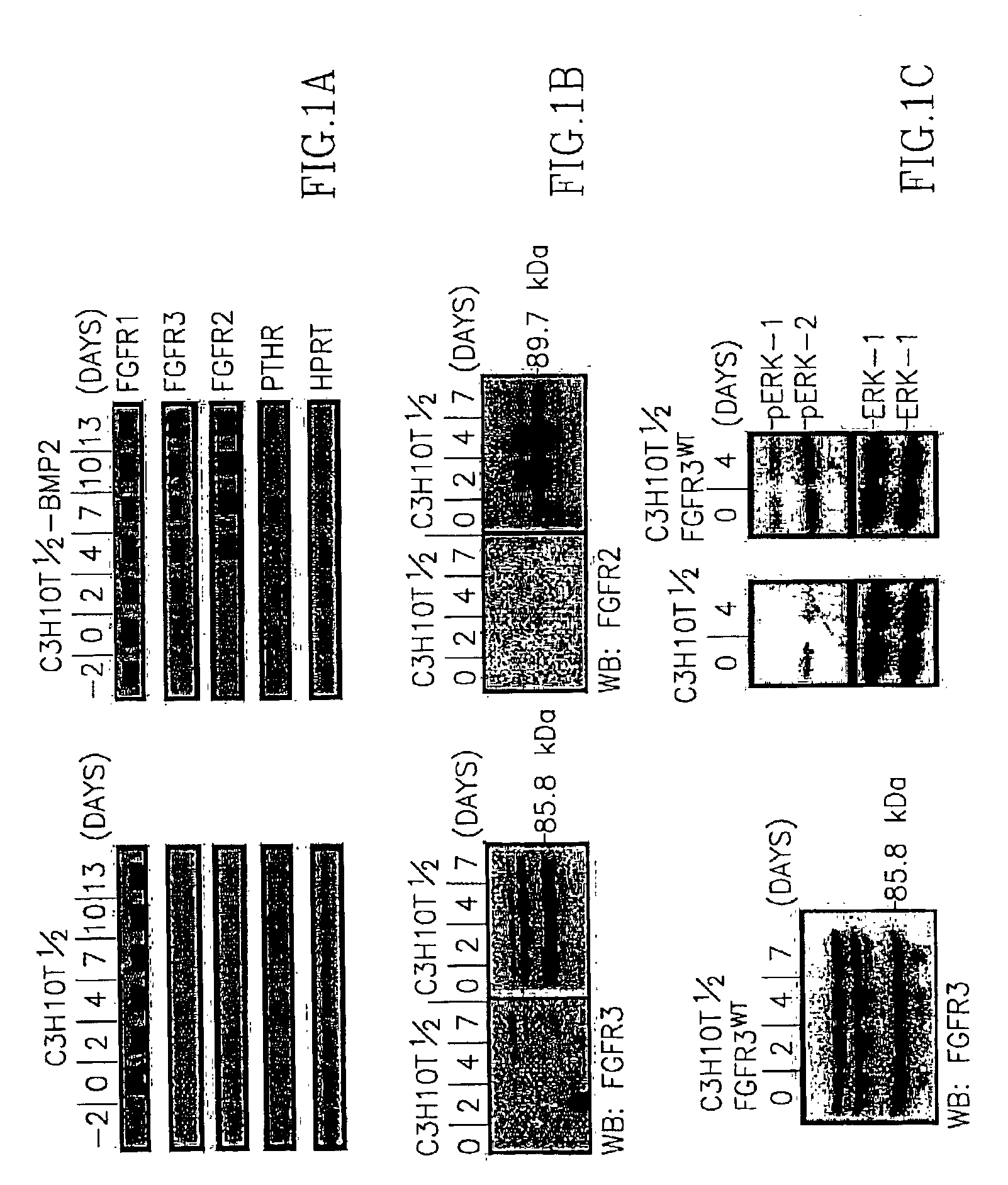 Methods and compositions for enhancing cartilage repair