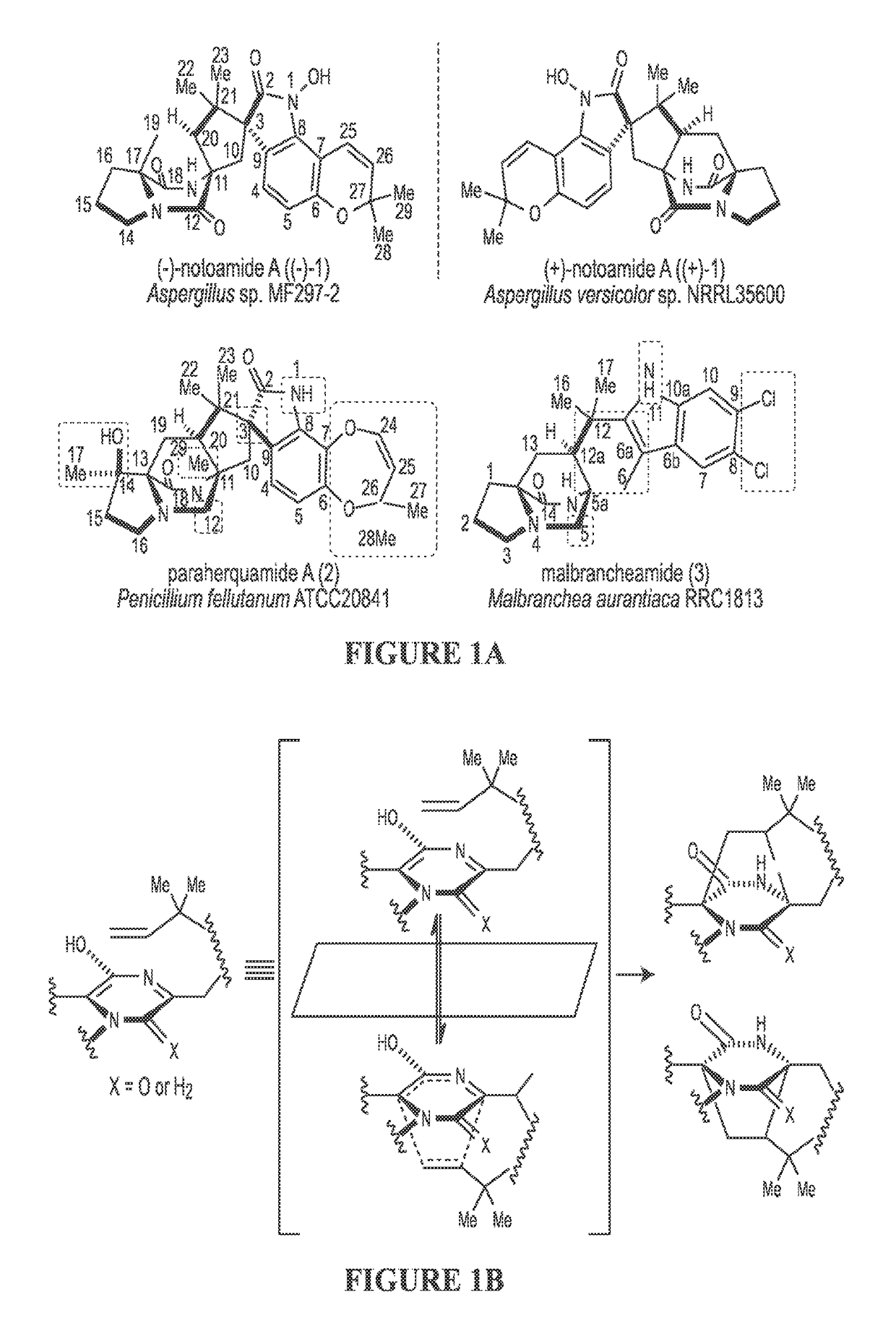 Biosynthetic systems producing fungal indole alkaloids