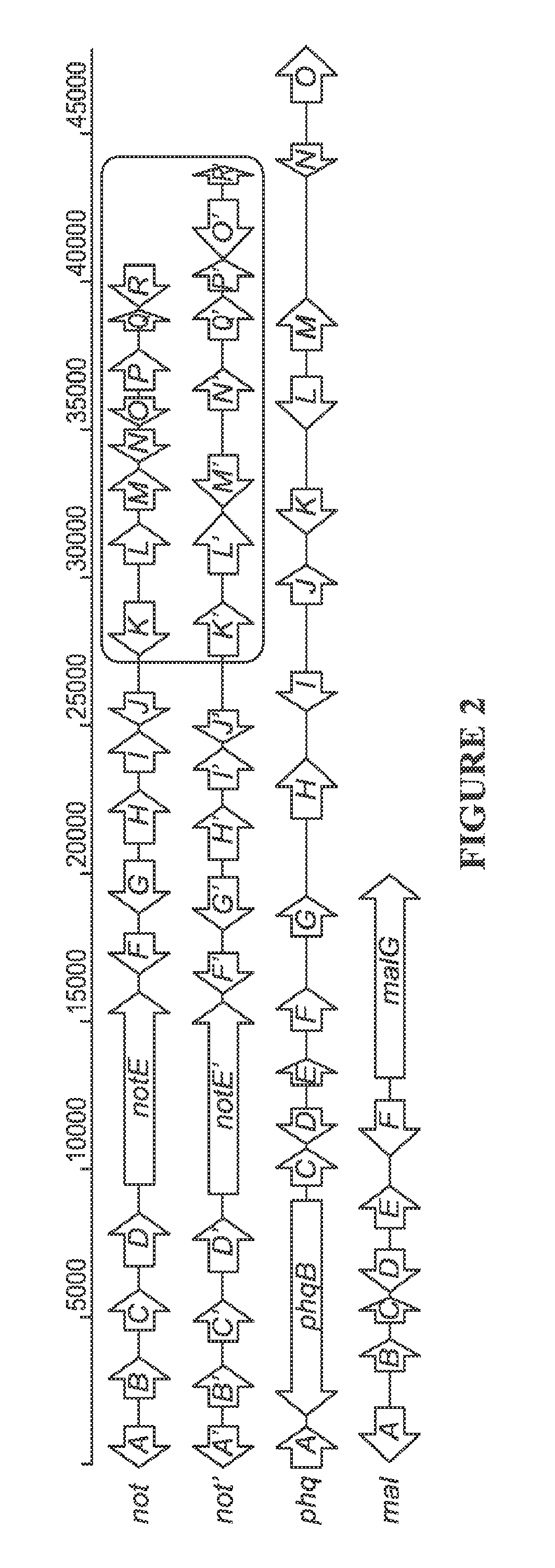 Biosynthetic systems producing fungal indole alkaloids