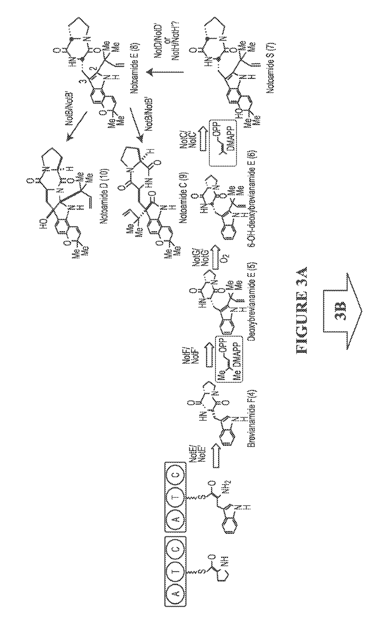 Biosynthetic systems producing fungal indole alkaloids