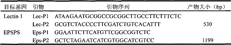 Two-gene standard plasmid molecule used for detecting genetically modified soybeans and building method thereof